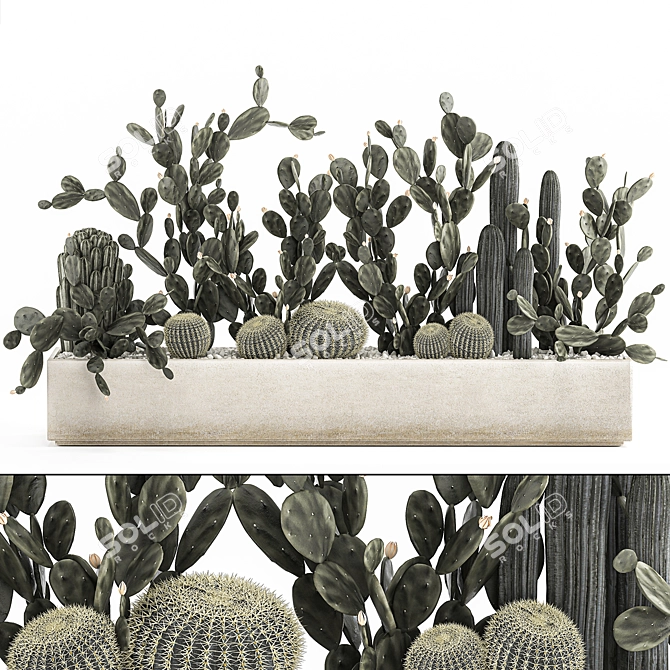 Exotic Cactus Collection 3D model image 1