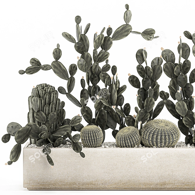 Exotic Cactus Collection 3D model image 2