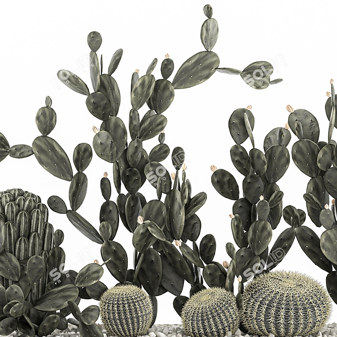 Exotic Cactus Collection 3D model image 4