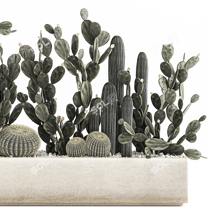 Exotic Cactus Collection 3D model image 5