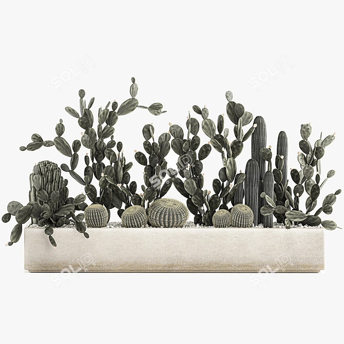 Exotic Cactus Collection 3D model image 6