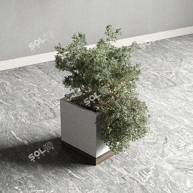 Indoor Plant Set: Box Pot, Tree Shrub Bush 3D model image 5