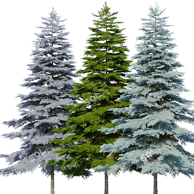 Blue Spruce (Picea pungens) - 3 Colors, Realistic 3D Model 3D model image 3