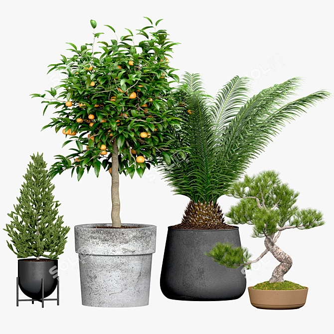 Evergreen Tree Set: Spruce, Mandarin, Bonsai, Cycad 3D model image 1