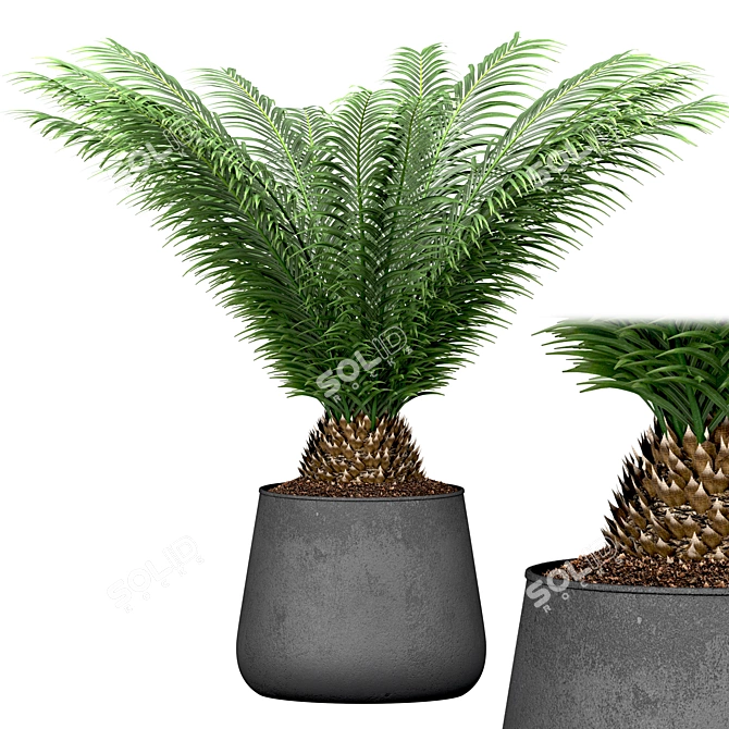 Evergreen Tree Set: Spruce, Mandarin, Bonsai, Cycad 3D model image 2