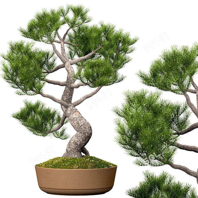 Evergreen Tree Set: Spruce, Mandarin, Bonsai, Cycad 3D model image 4