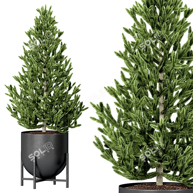 Evergreen Tree Set: Spruce, Mandarin, Bonsai, Cycad 3D model image 5