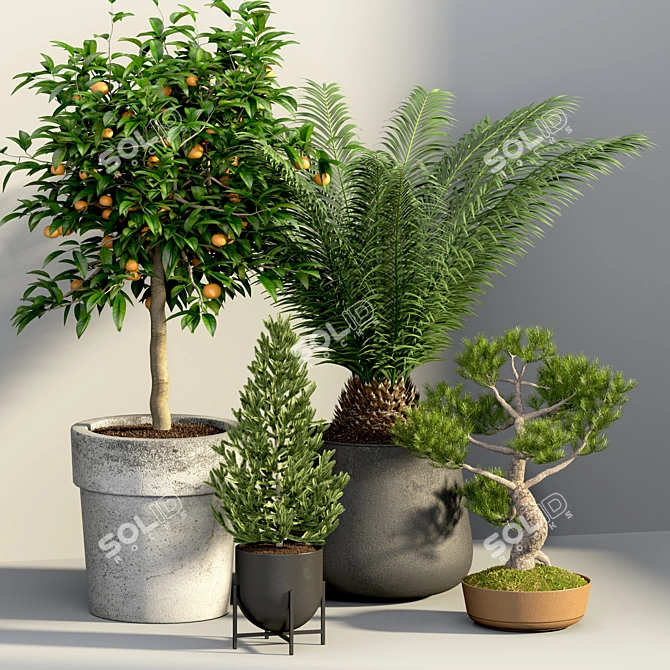 Evergreen Tree Set: Spruce, Mandarin, Bonsai, Cycad 3D model image 6