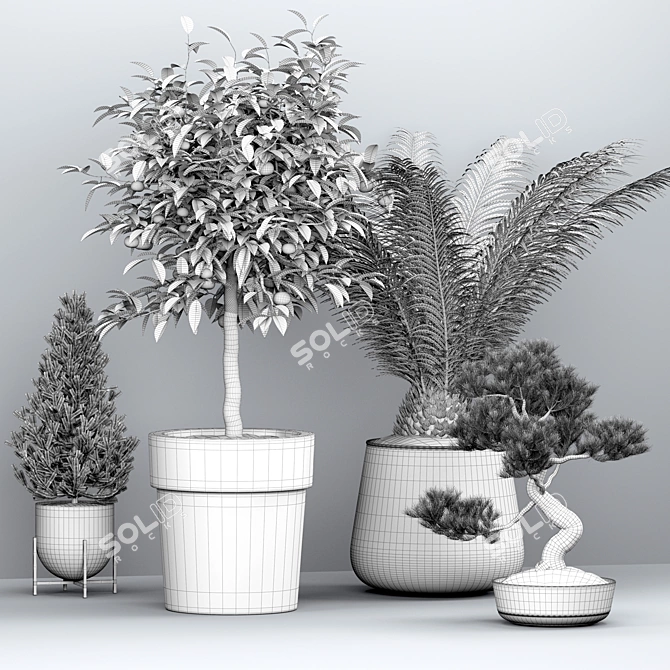 Evergreen Tree Set: Spruce, Mandarin, Bonsai, Cycad 3D model image 7