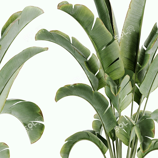 15-Piece Indoor Plant Set: V-Ray/Corona, 46,209 Polys, 2015 Version 3D model image 4