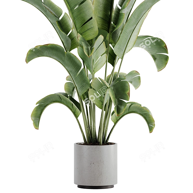 15-Piece Indoor Plant Set: V-Ray/Corona, 46,209 Polys, 2015 Version 3D model image 7