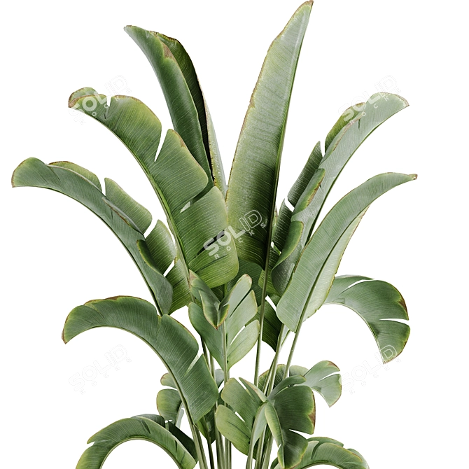 15-Piece Indoor Plant Set: V-Ray/Corona, 46,209 Polys, 2015 Version 3D model image 8