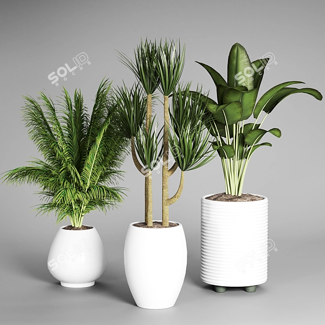 Indoor Plant Collection: 27 Varieties 3D model image 4