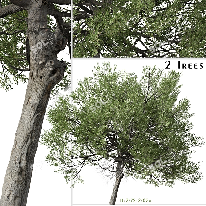 Boomerang Wattle: Set of 2 Acacia Trees 3D model image 1