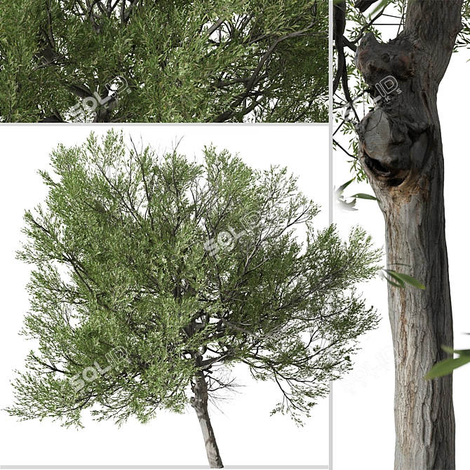 Boomerang Wattle: Set of 2 Acacia Trees 3D model image 2