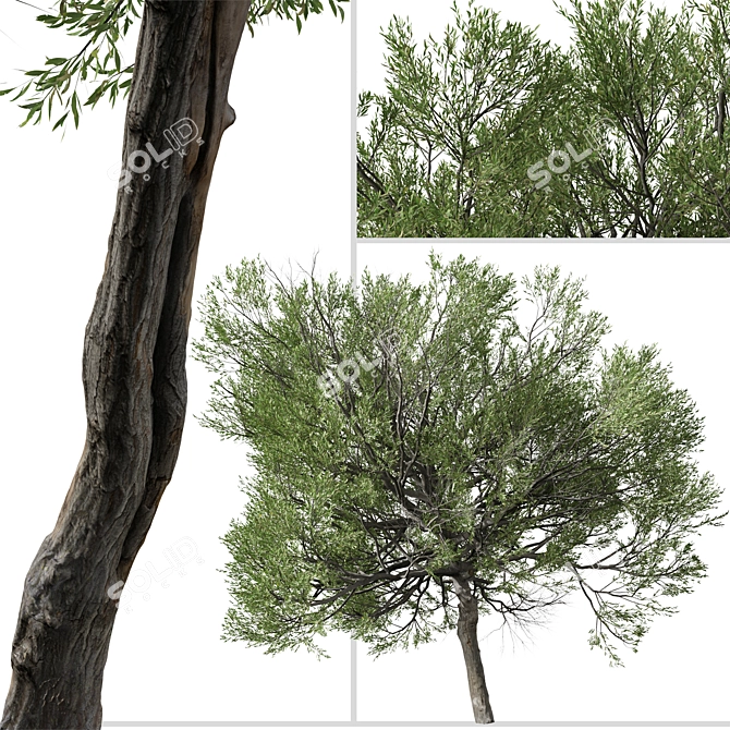 Boomerang Wattle: Set of 2 Acacia Trees 3D model image 4