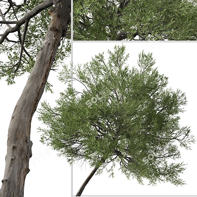 Boomerang Wattle: Set of 2 Acacia Trees 3D model image 5