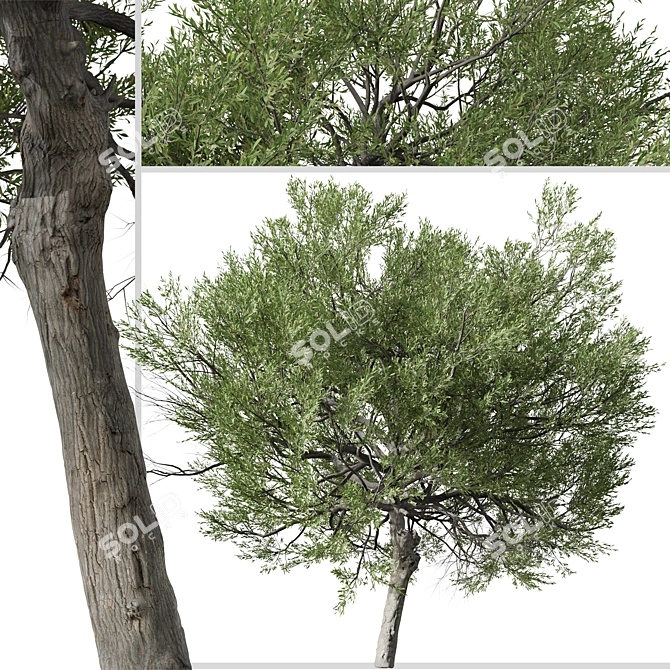 Boomerang Wattle: Set of 2 Acacia Trees 3D model image 6