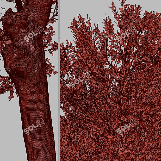Boomerang Wattle: Set of 2 Acacia Trees 3D model image 7
