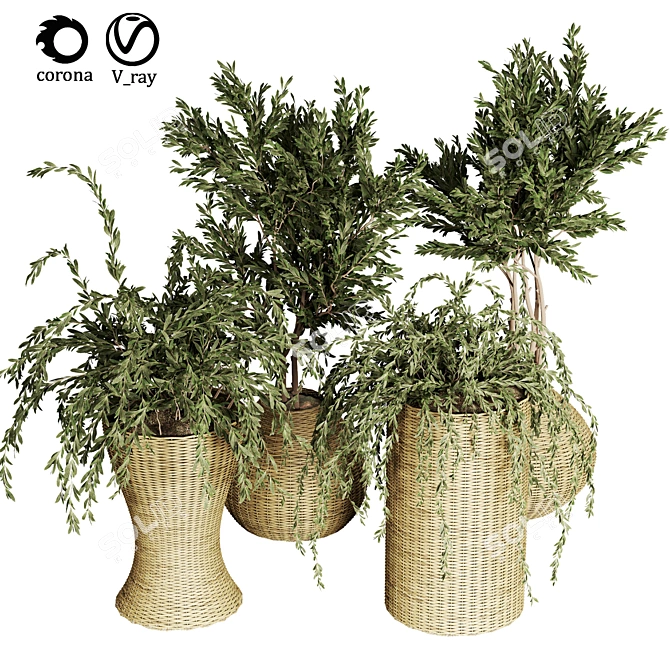 Indoor Plant Collection - 29 Varieties 3D model image 1