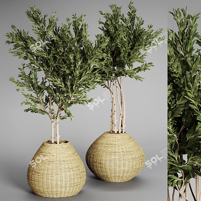 Indoor Plant Collection - 29 Varieties 3D model image 4