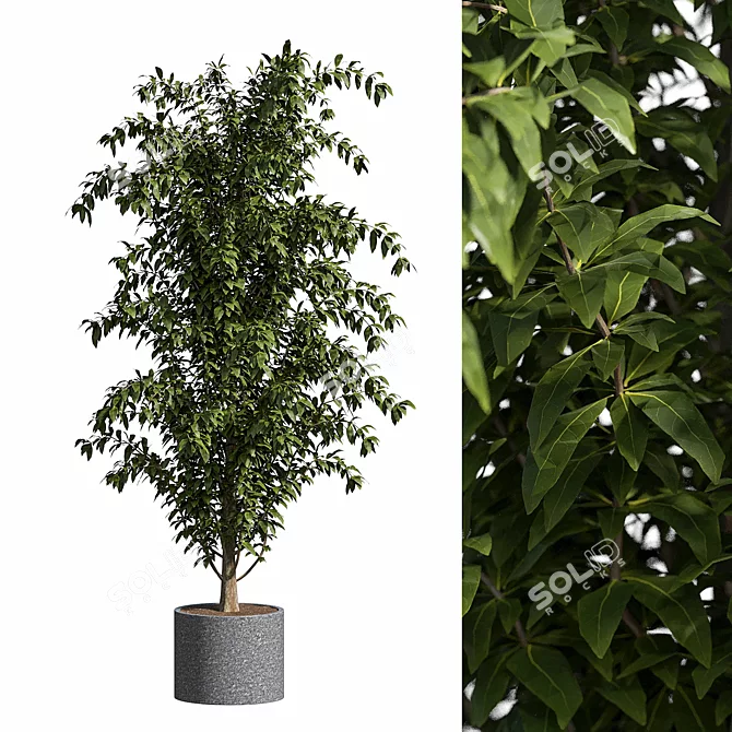 Contemporary Ficus Benjamina Tree 3D model image 1