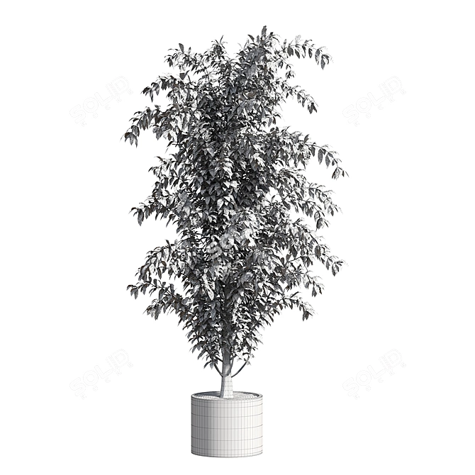 Contemporary Ficus Benjamina Tree 3D model image 2
