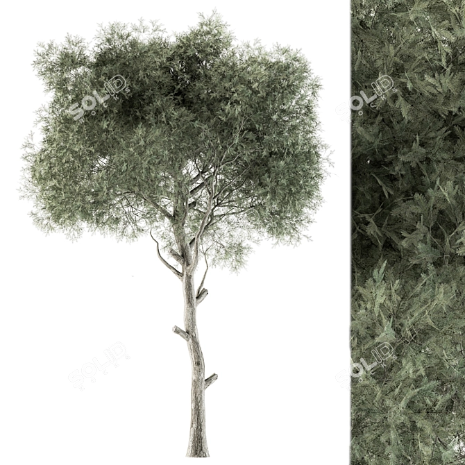 Evergreen Bliss - Set of 63 3D model image 1