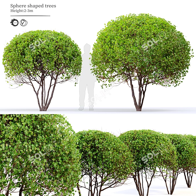 Ethereal Elegance: Graceful Sphere Shaped Trees 3D model image 1