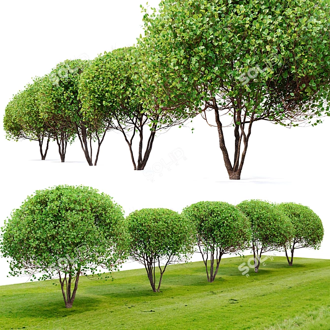 Ethereal Elegance: Graceful Sphere Shaped Trees 3D model image 2