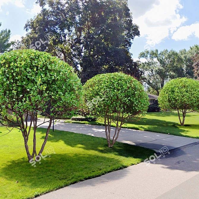 Ethereal Elegance: Graceful Sphere Shaped Trees 3D model image 3