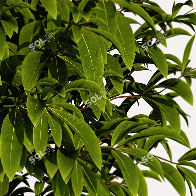 Lush Greenery - Premium Plant Collection 3D model image 3