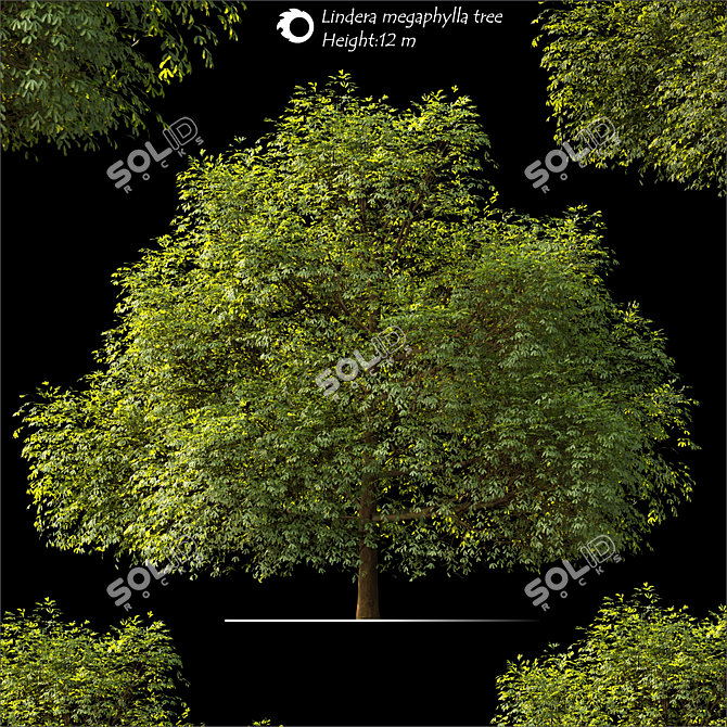 Lindera Megaphylla: 12m Landscape Tree 3D model image 1