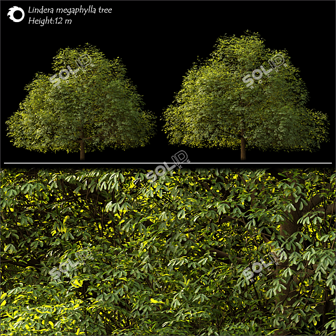 Lindera Megaphylla: 12m Landscape Tree 3D model image 2