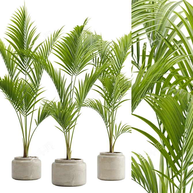 Tropical Majesty Palm Plant 3D model image 2