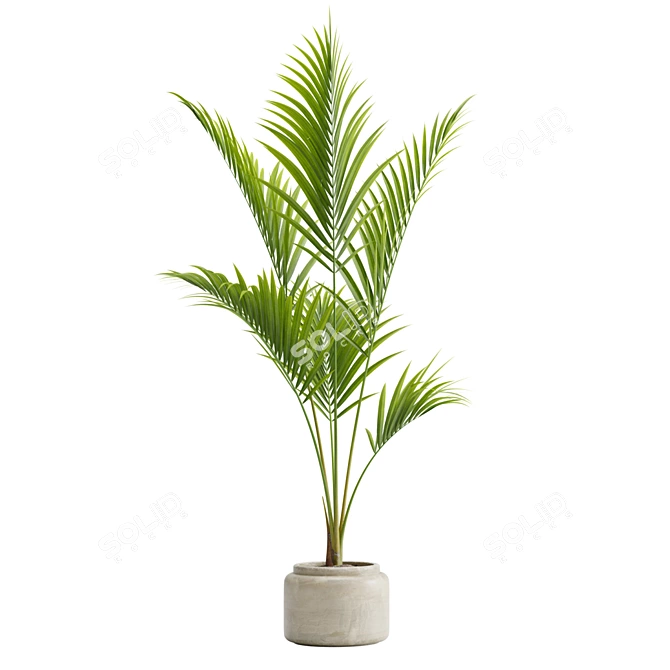 Tropical Majesty Palm Plant 3D model image 4