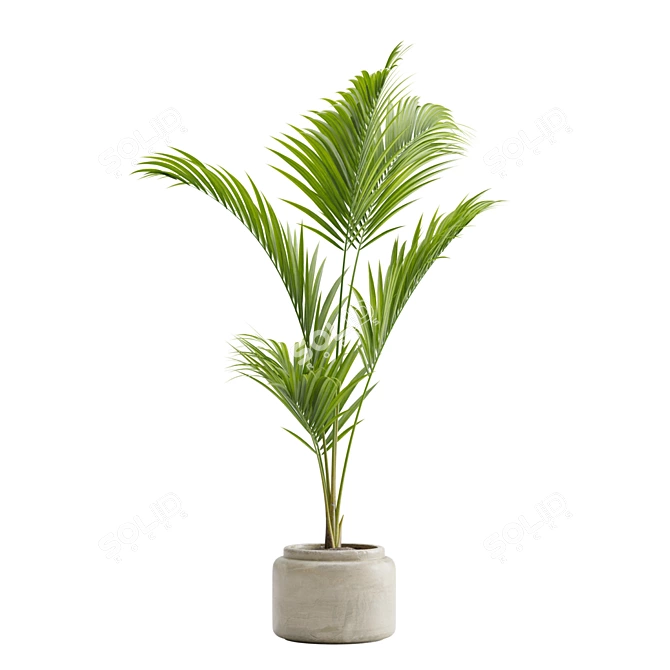 Tropical Majesty Palm Plant 3D model image 5