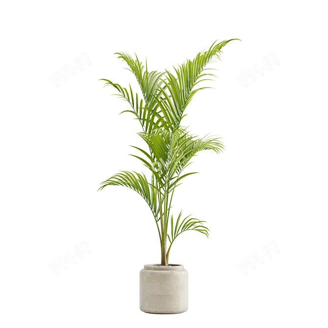 Tropical Majesty Palm Plant 3D model image 6