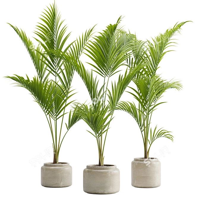 Tropical Majesty Palm Plant 3D model image 8
