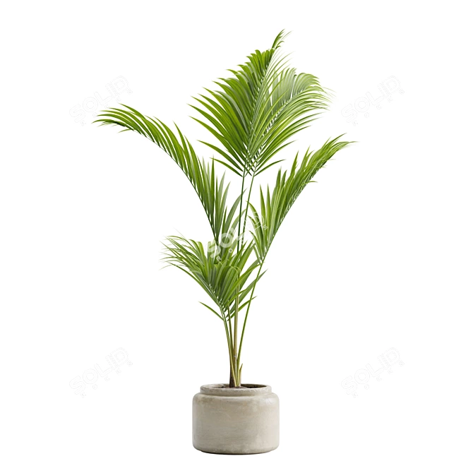 Tropical Majesty Palm Plant 3D model image 11