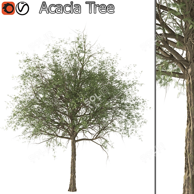 Elegant Acacia Tree (Vray & Corona) 3D model image 1