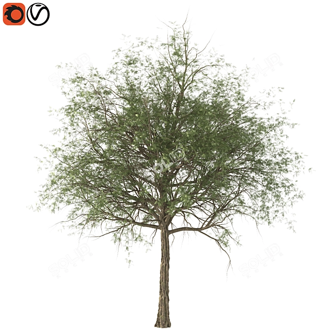 Elegant Acacia Tree (Vray & Corona) 3D model image 2