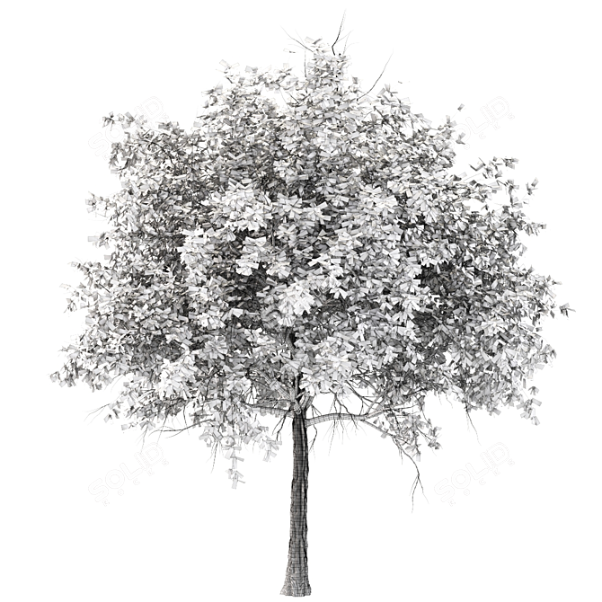 Elegant Acacia Tree (Vray & Corona) 3D model image 4