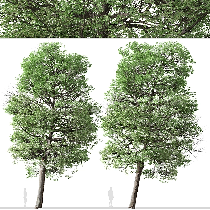  Italian Alder Tree: Beautiful & Hardy 3D model image 2