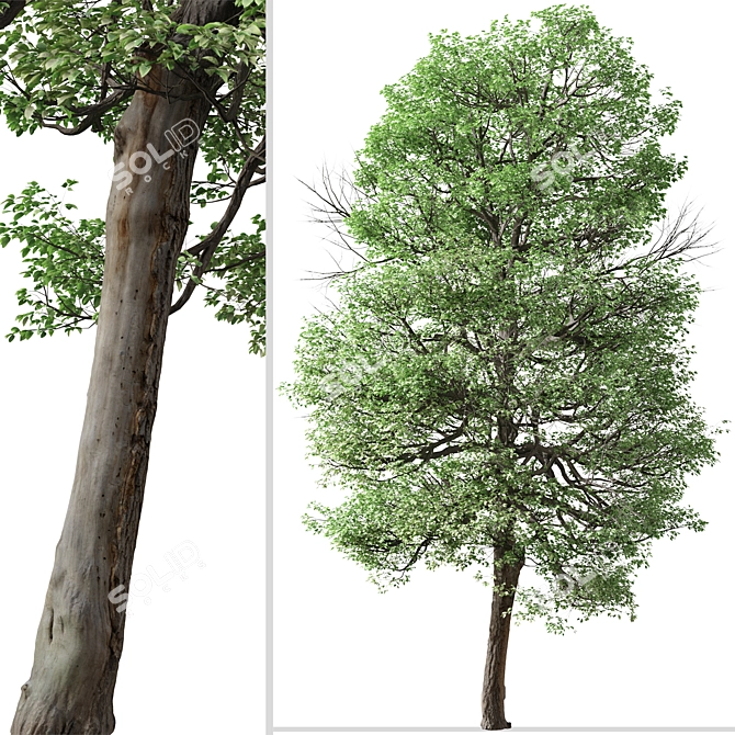  Italian Alder Tree: Beautiful & Hardy 3D model image 3