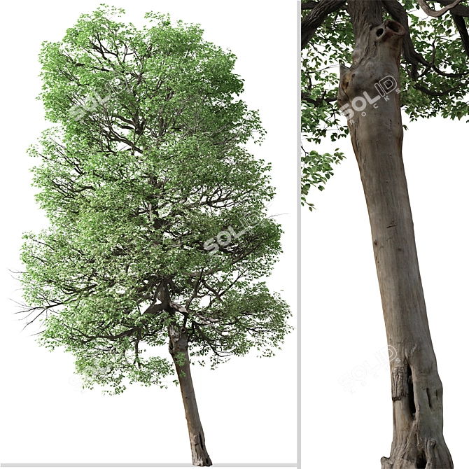  Italian Alder Tree: Beautiful & Hardy 3D model image 4