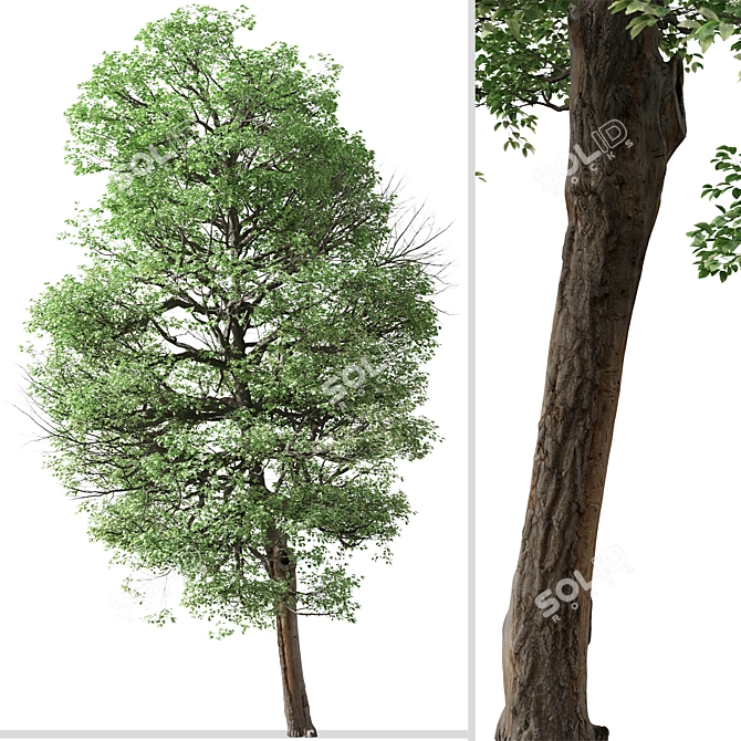  Italian Alder Tree: Beautiful & Hardy 3D model image 5