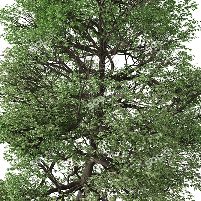  Italian Alder Tree: Beautiful & Hardy 3D model image 6