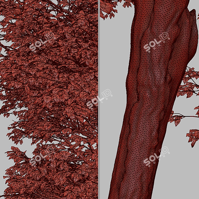  Italian Alder Tree: Beautiful & Hardy 3D model image 7