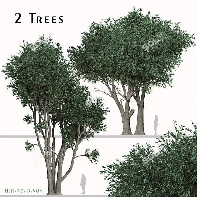 Paperbark Melaleuca Tree Set (2 Trees) 3D model image 1